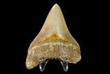 Serrated, Fossil Megalodon Tooth - Indonesia #149834-2